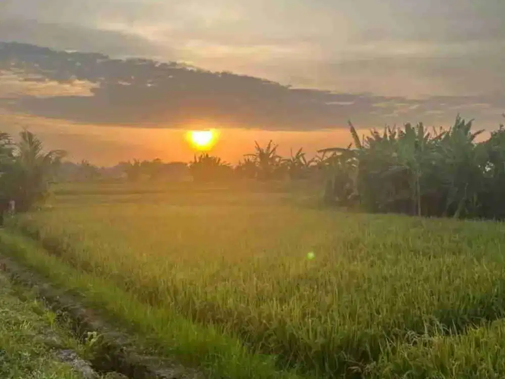 jual tanah murah di tabanan pasut. 1100m2 (11 are)