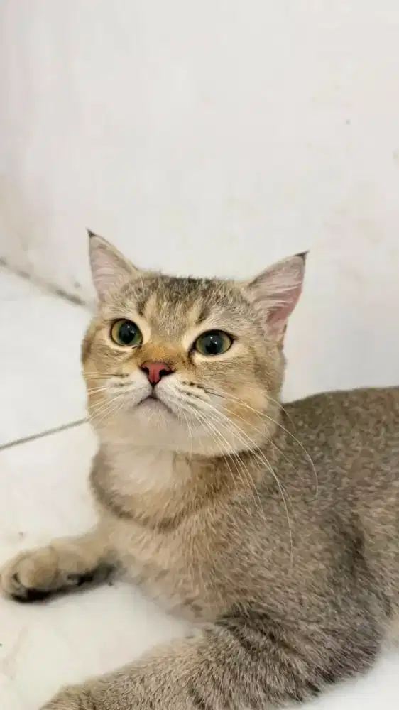 Bsh jantan golden
