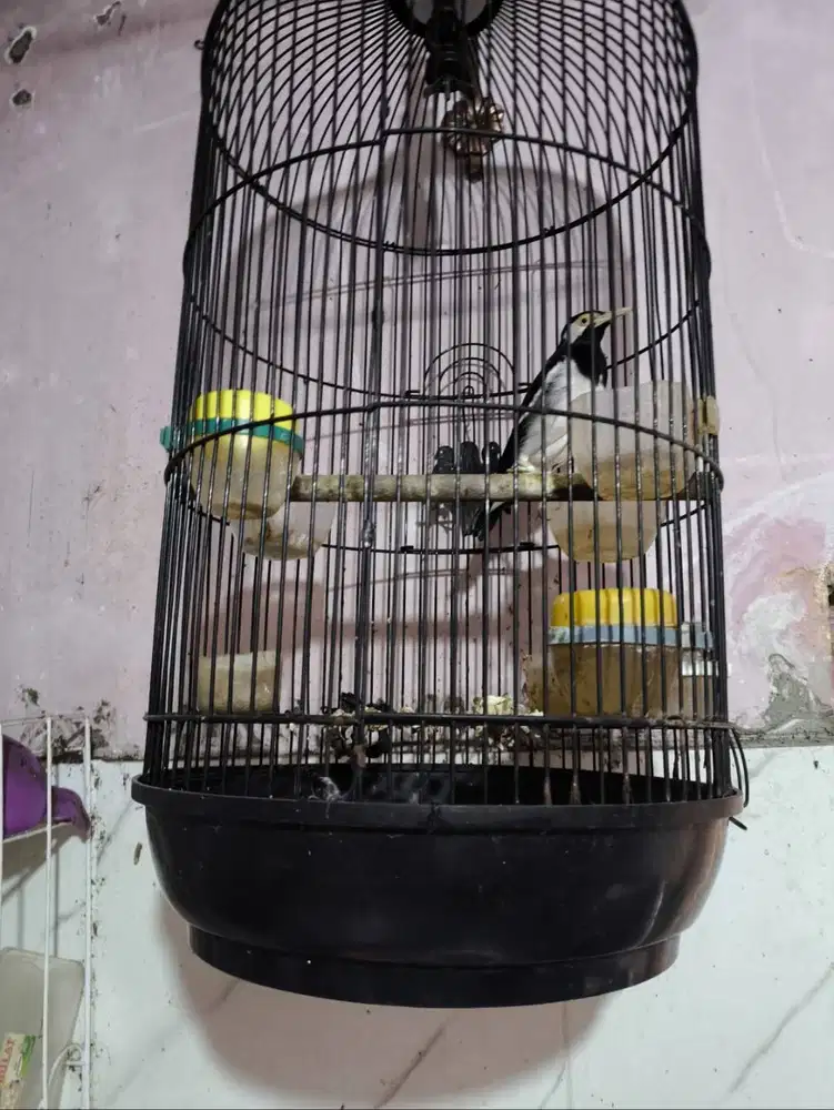 Masteran burung jalak suren full isian