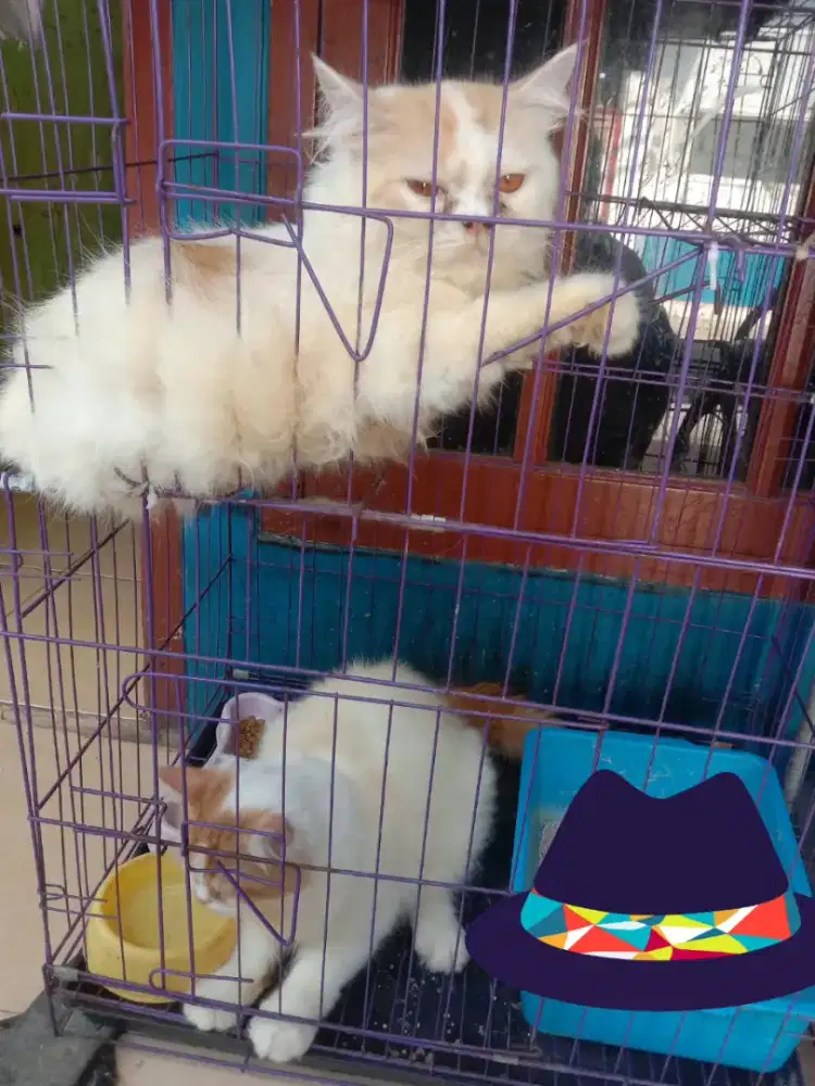Sepasang anakan Persia flatnose