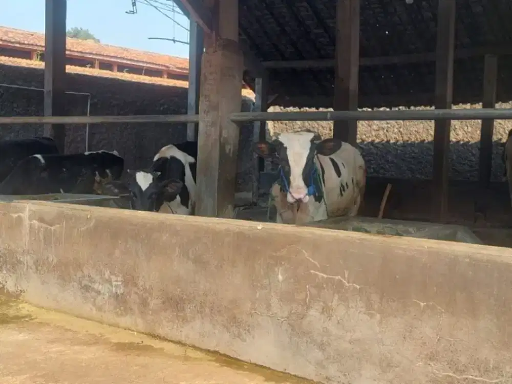 DIJUAL PETERNAKAN SAPI PERAH + FASILITAS PRODUKSI & KANTOR