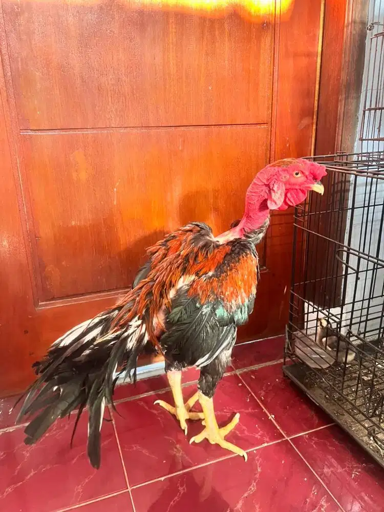 Ayam saigon, ayam botak, ayam bangkok, ayam bali, ayam hias