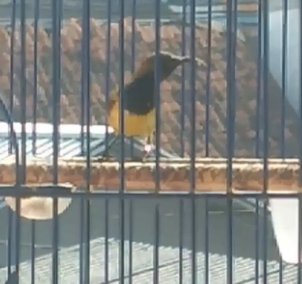 Burung kolibri kolibri
