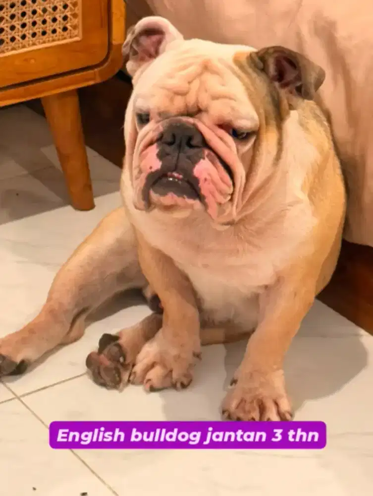 English bulldog jantan 3 thn