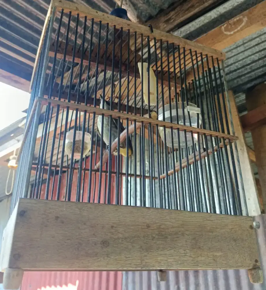 Burung Trucuk Lokal Rawatan