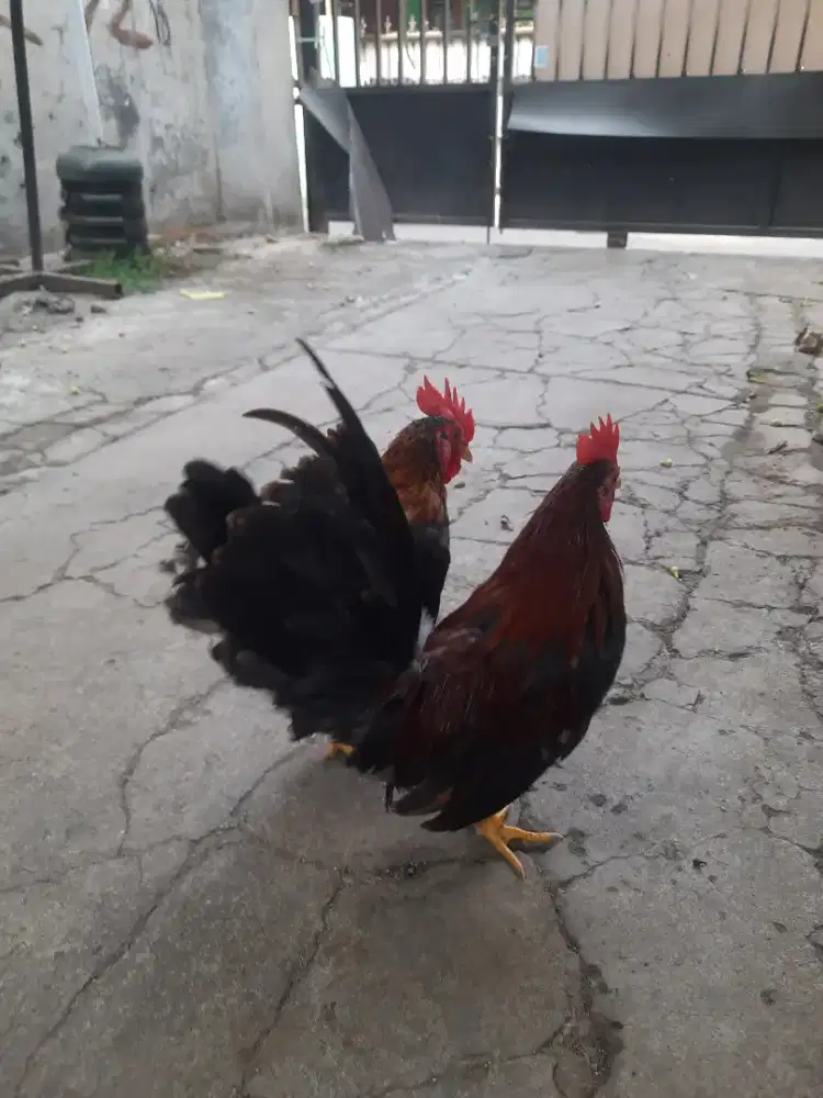 AYAM KATE JANTAN REMAJA