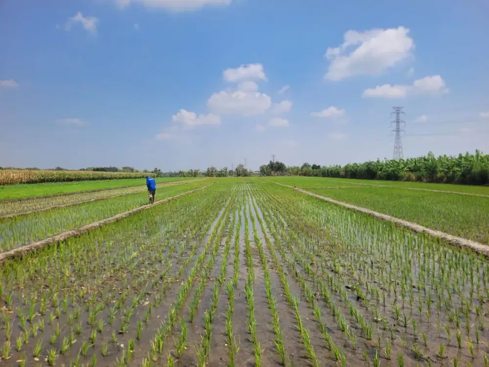 TANAH SAWAH LUAS & STRATEGIS KAWASAN MOJOKERTO