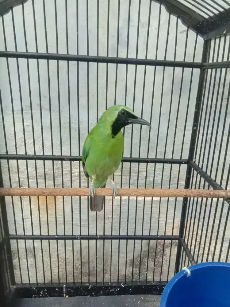Cucak green Fullset krodong
