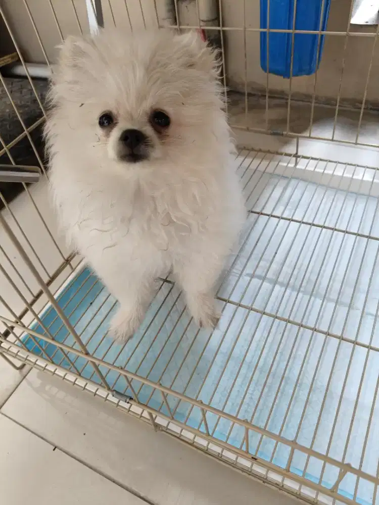 Bisa nego murah di jual minipom kecil