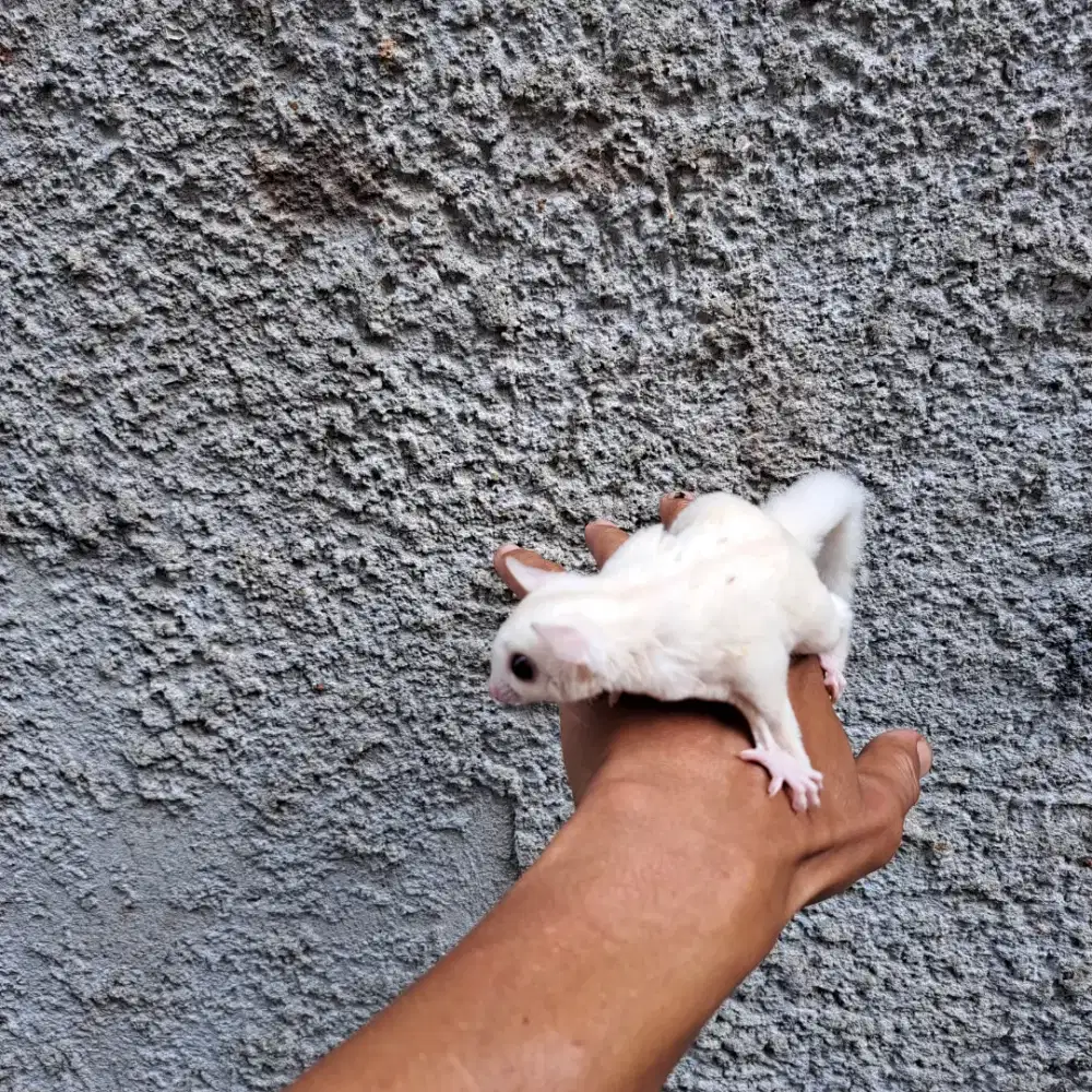 Sugar Glider White Creamino het Caramel Betina