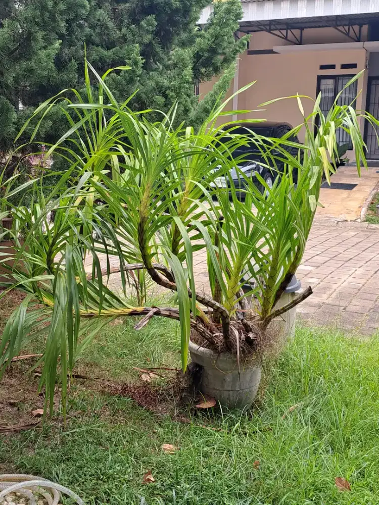 Anggrek Tebu  (Grammatophyllum speciosum)