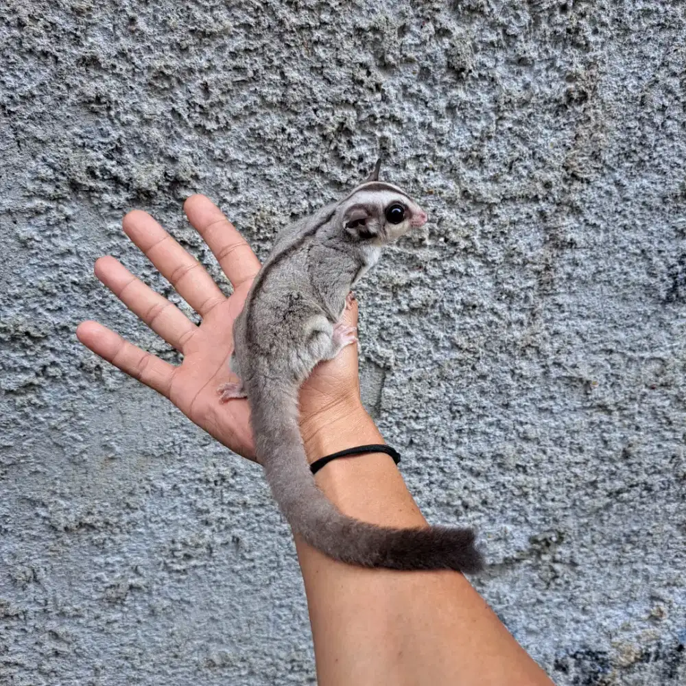 Sugar Glider Joey CG Het Caramel Betina