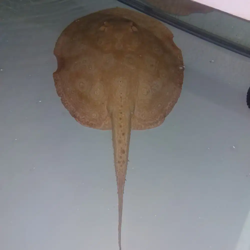 Pari Pearl Albino Betina
