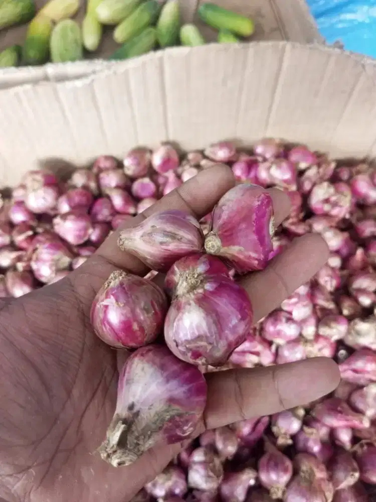 Bawang merah super pilihan khusus jumbo2