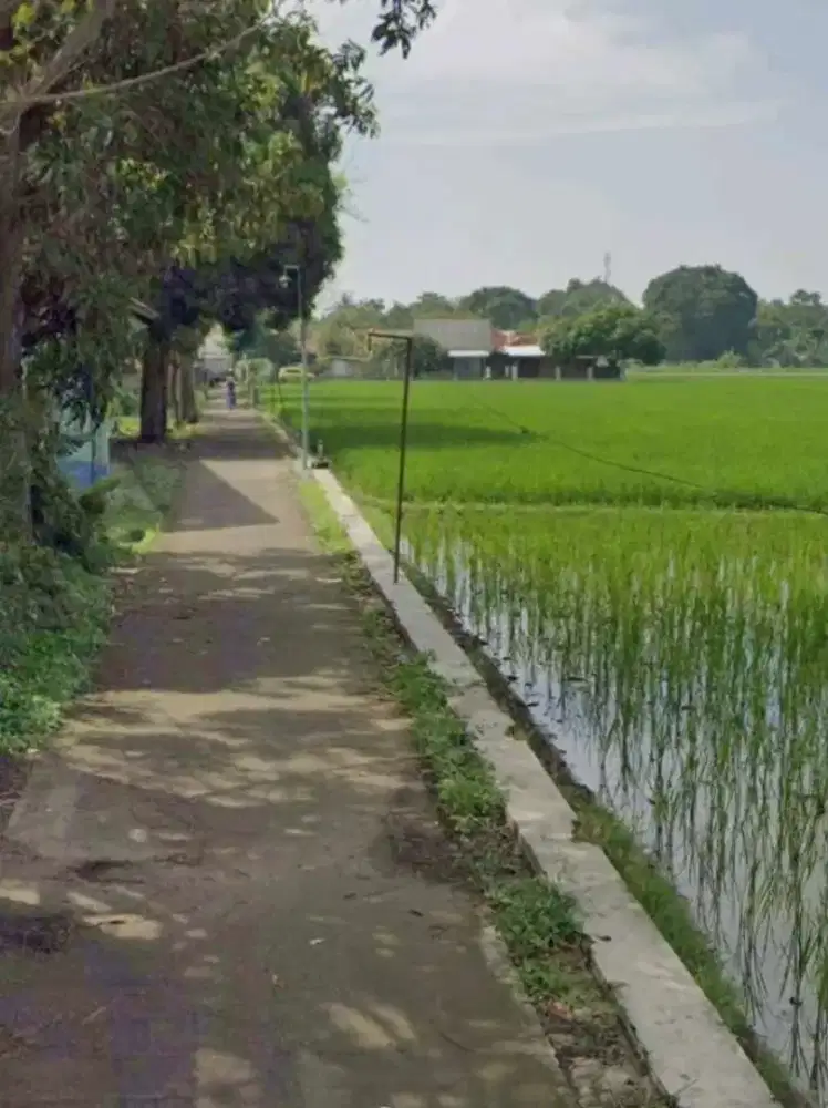 JUAL cepat sawah strategis nempel irigasi/3200m/ panen 2x PANTURA'