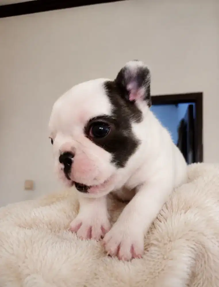 French Bulldog Jantan