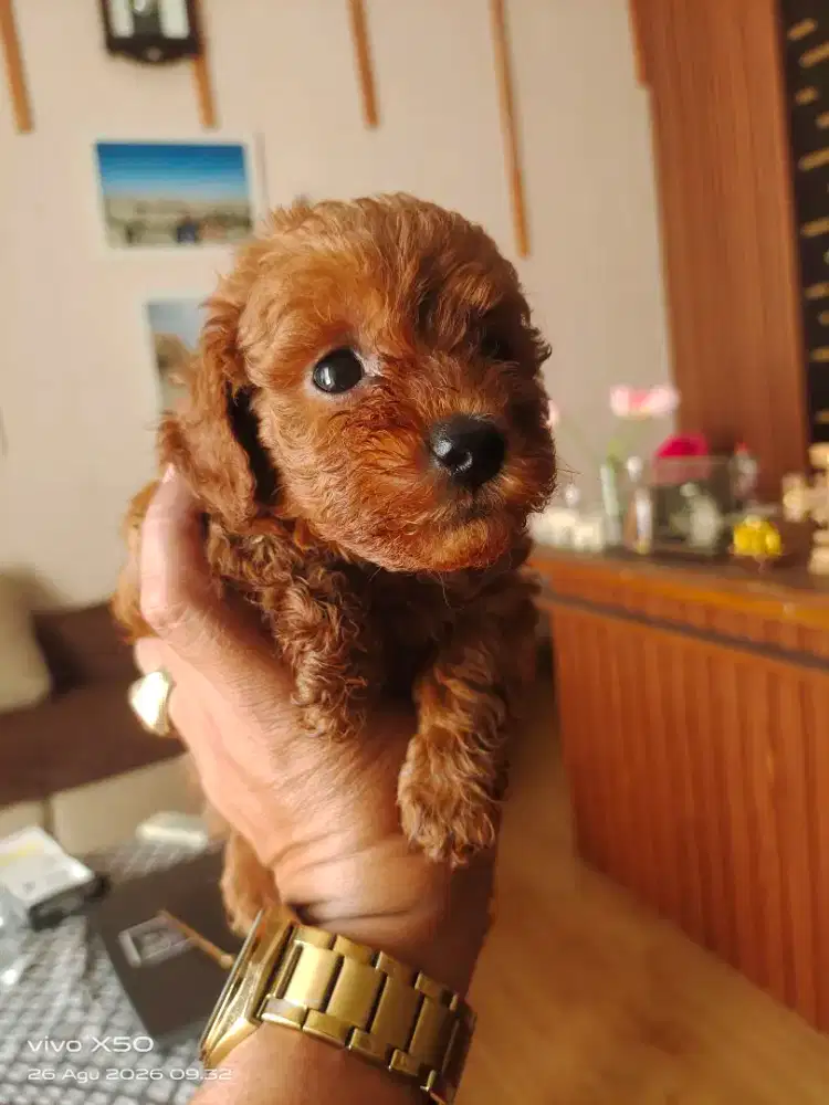 Poodle Toy anak anjing sangat istimewa