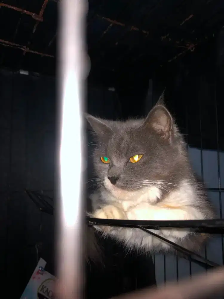 Persian Betina, 2 tahun