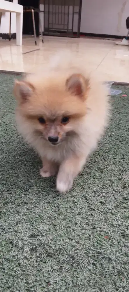 dijual anakan pomeranian usia 4bulan