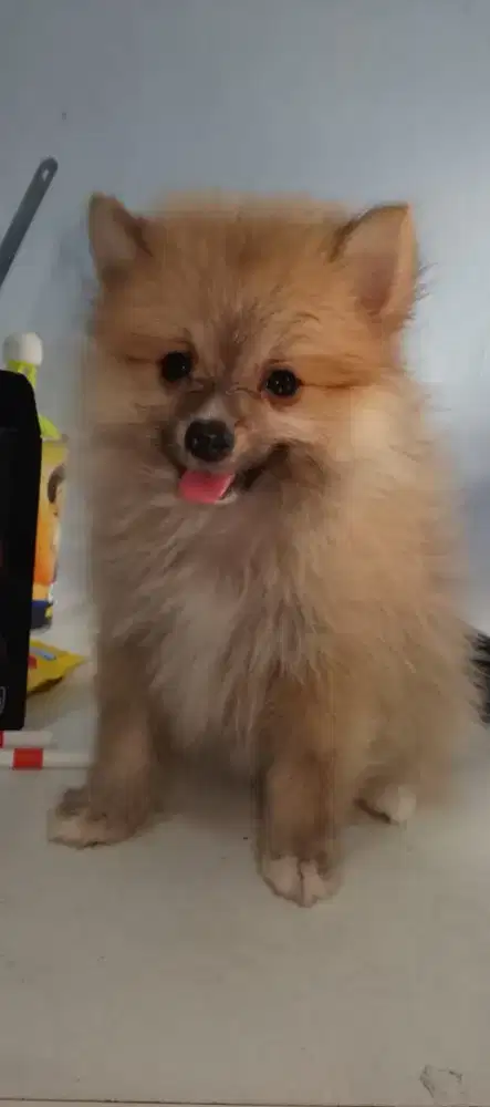 anakan pomeranian