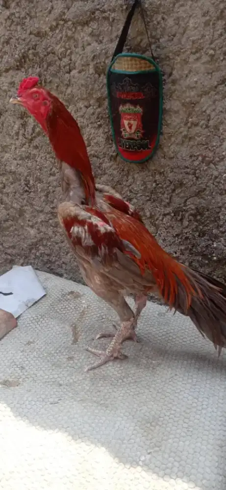 Ayam bangkok pakhoy