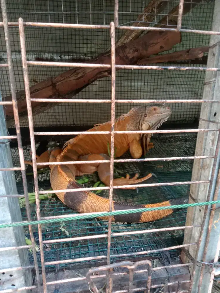 Dijual iguana usia 4 tahun