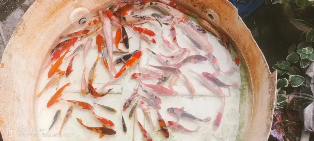 Ikan koi 15sd40cm