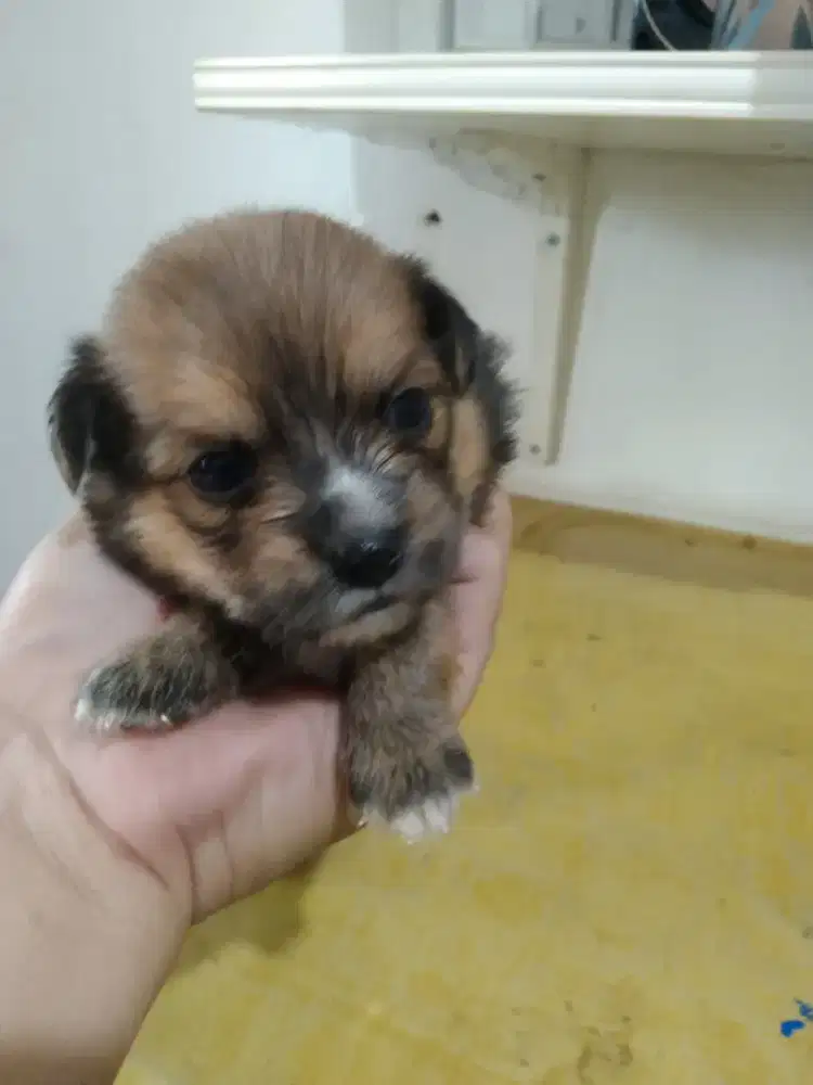 Anakan pom mix shizu