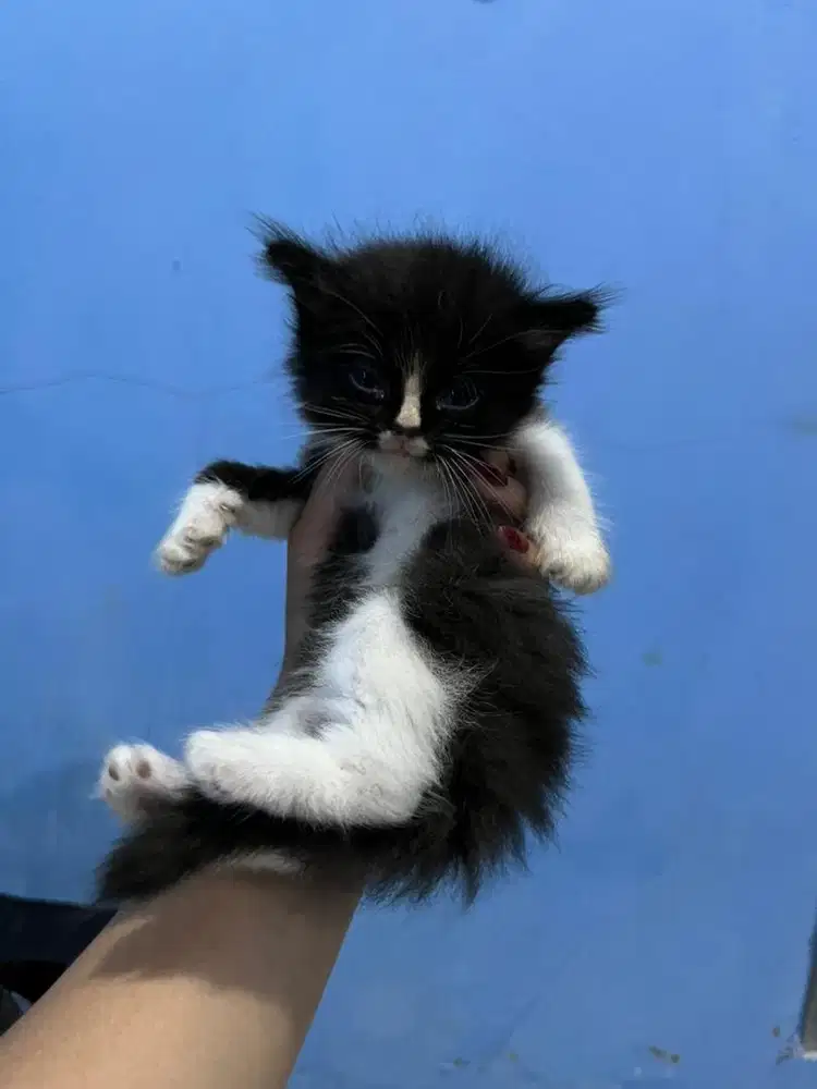 Kucing kitten persia mix himalaya
