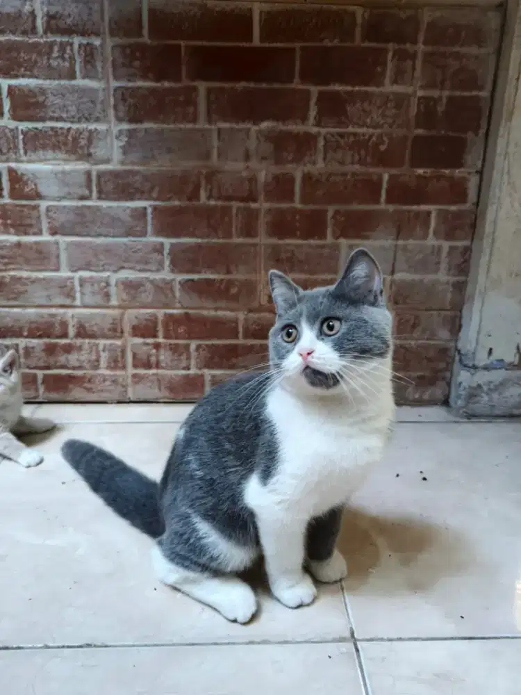 Kucing BSH British Short Hair Bicolor jantan