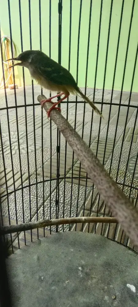 Burung ciblek jantan muda purtotal BURJA