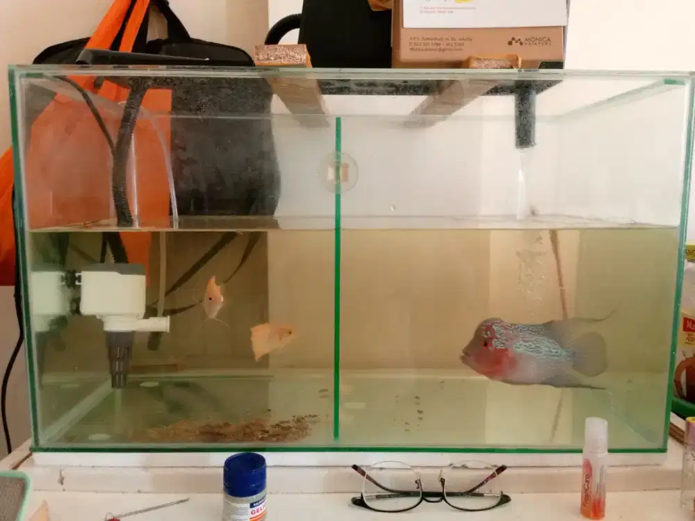 Dijual aquarium fulset + 1e ikan Louhan + 2e anakan gurame Padang