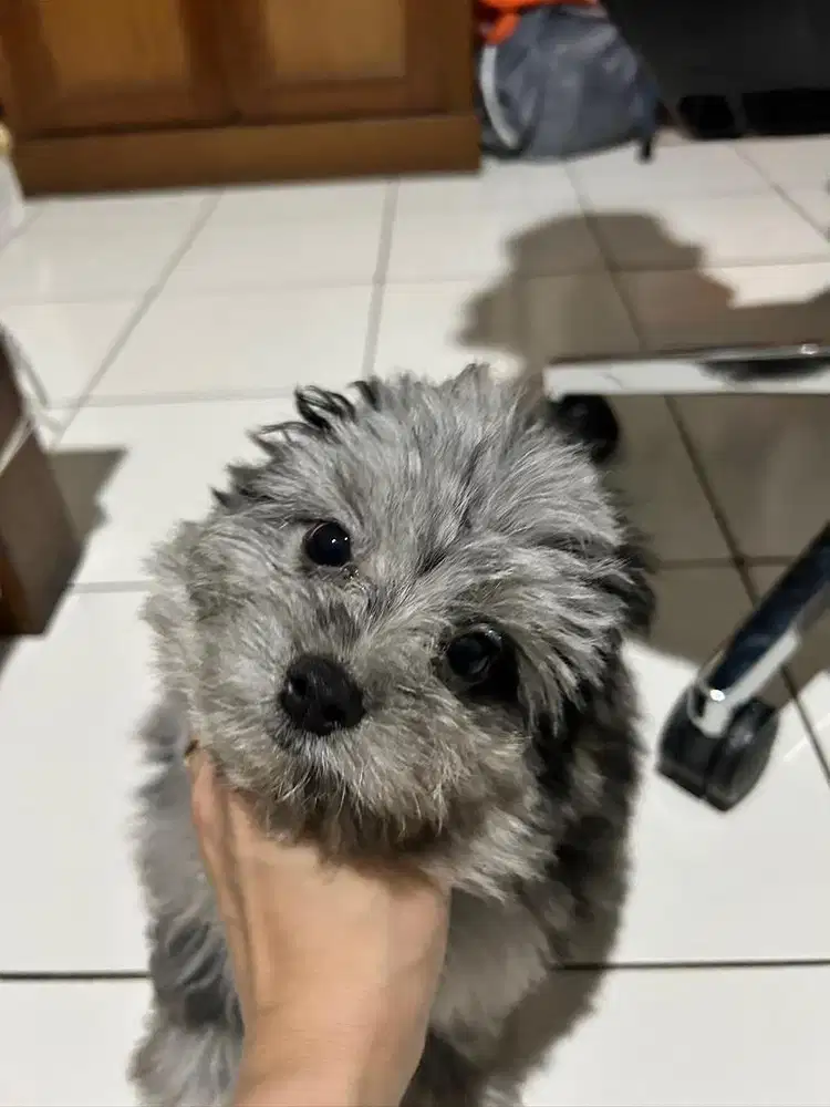 Anjing Poodle Mix Pom