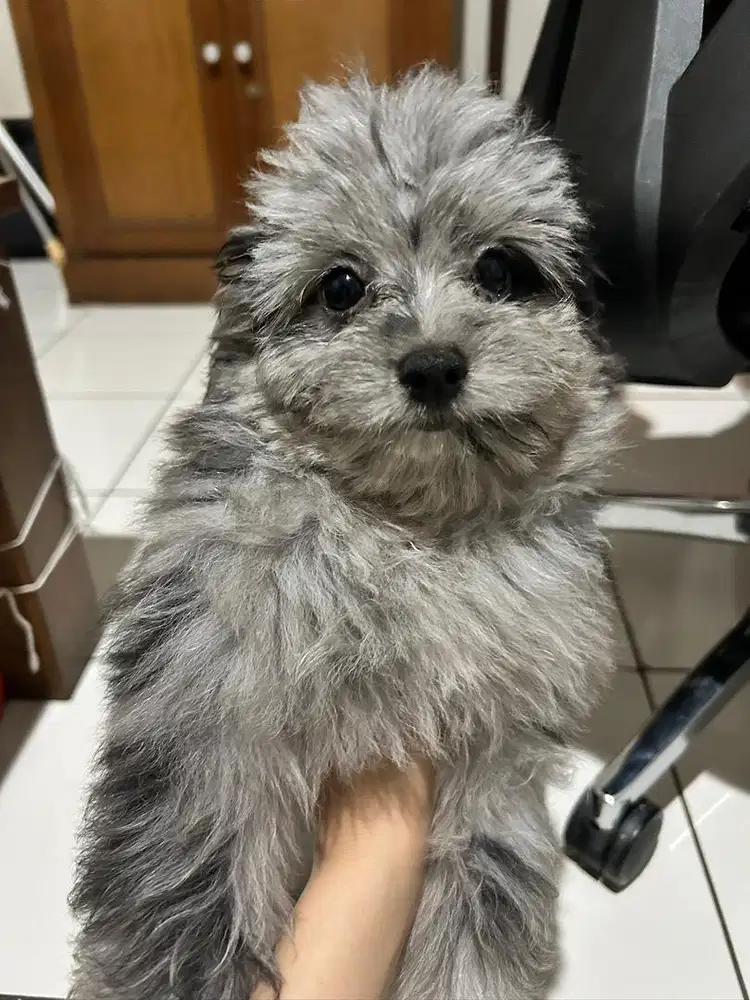 Anjing Poodle Mix Pom