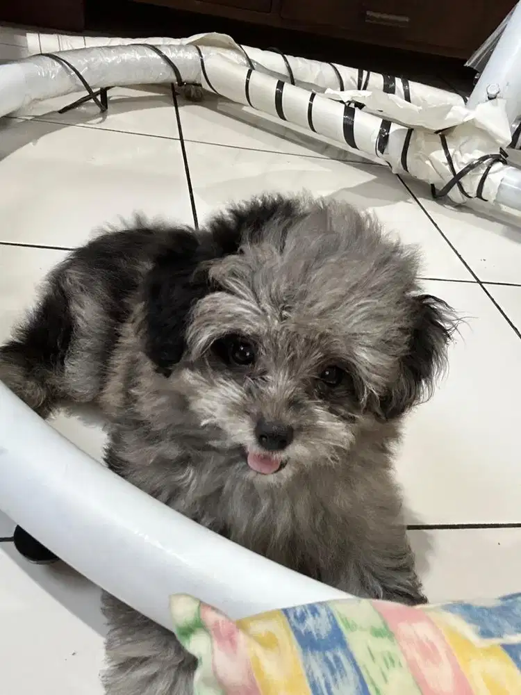 Anjing Poodle Mix Pom