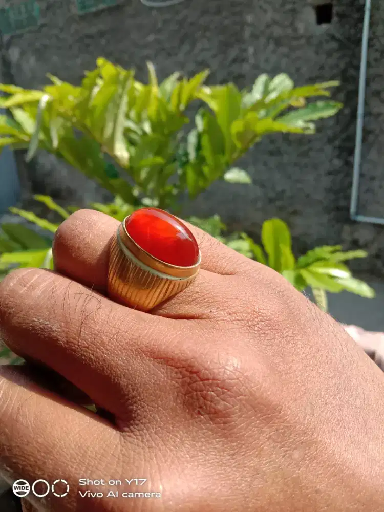Pandan merah kantoran lawas