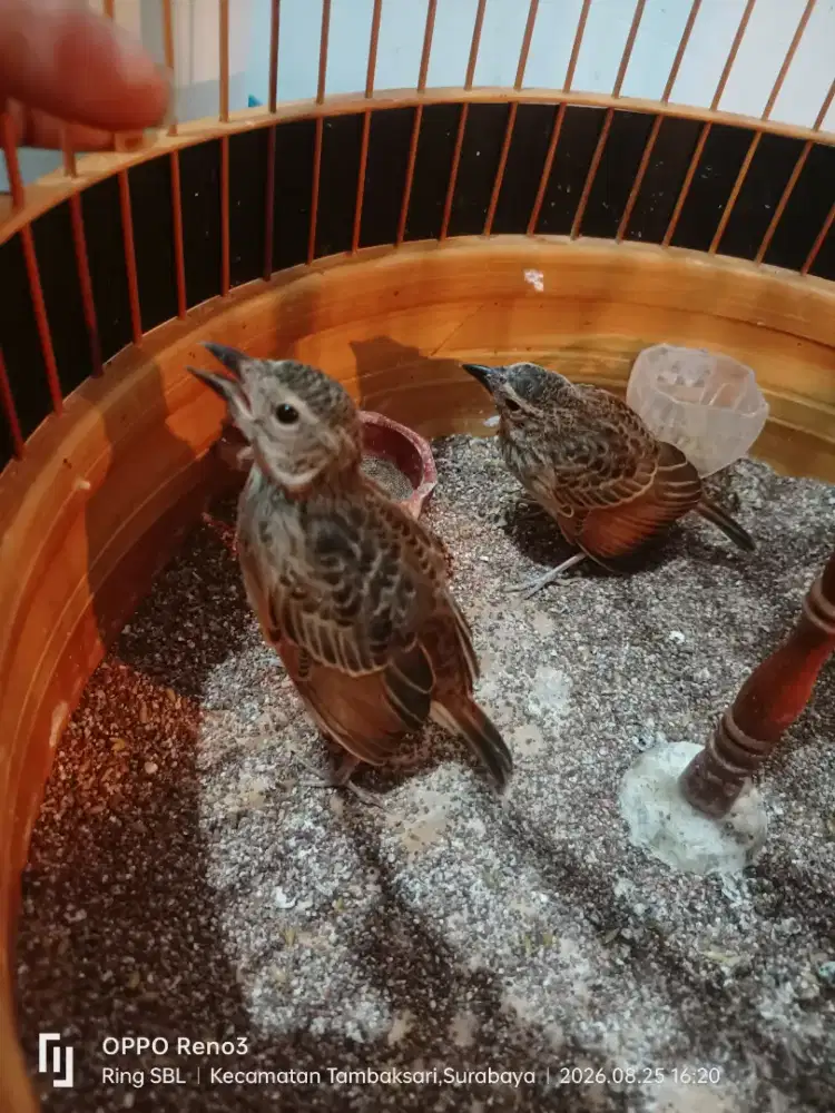 Branjangan javanica trotol