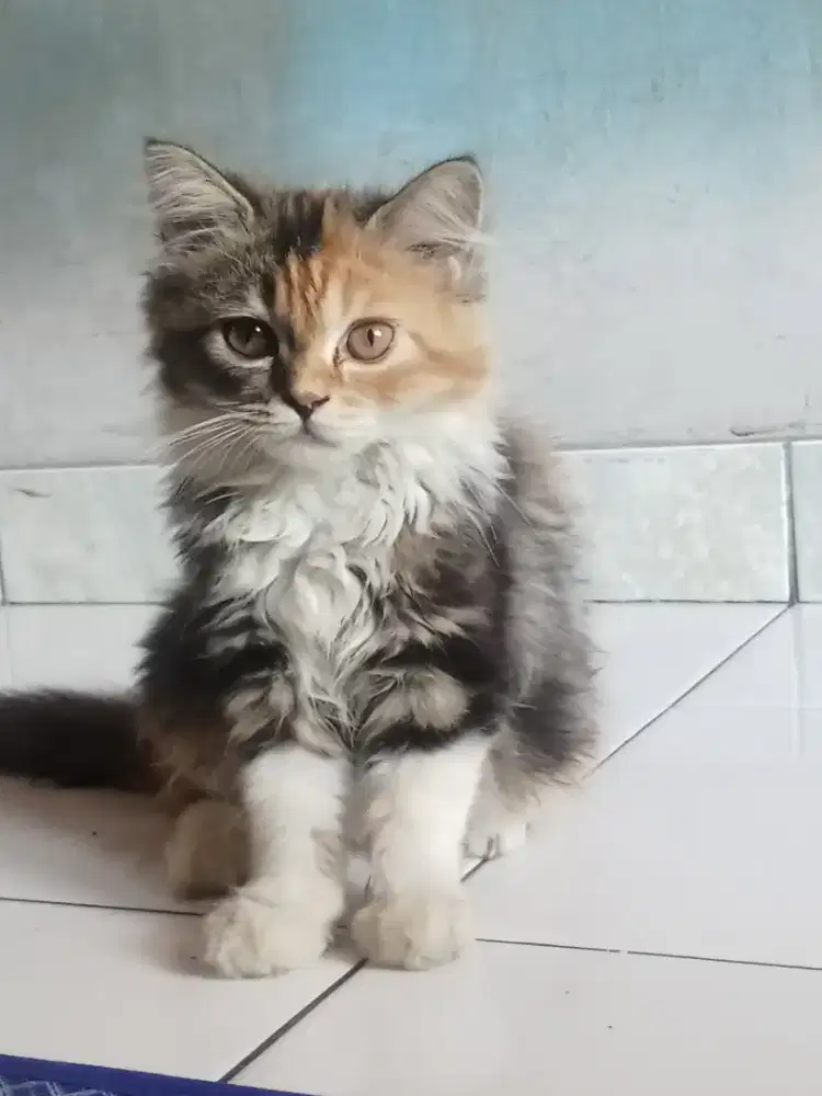 jual kucing anggora mix calico