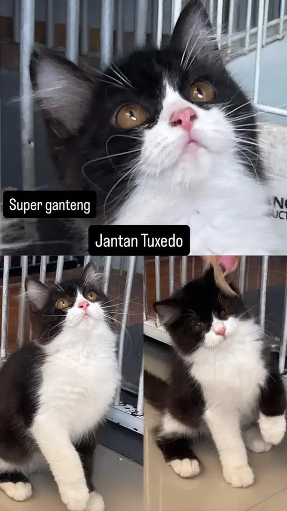 Kitten jantan hitam putih tuxedo