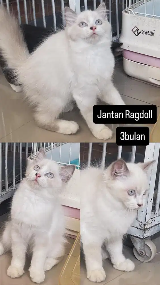 Kitten jantan ragdoll