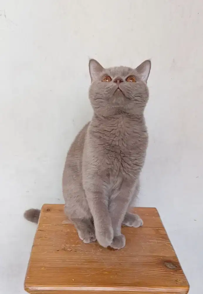 BRITISH SHORTHAIR / BSH FAWN