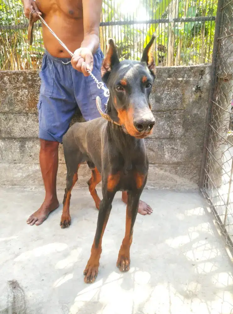 doberman    stbm se pasang