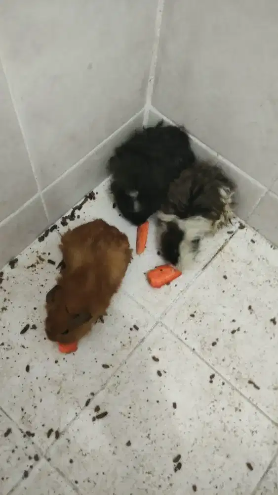 3 (Tiga) ekor marmut