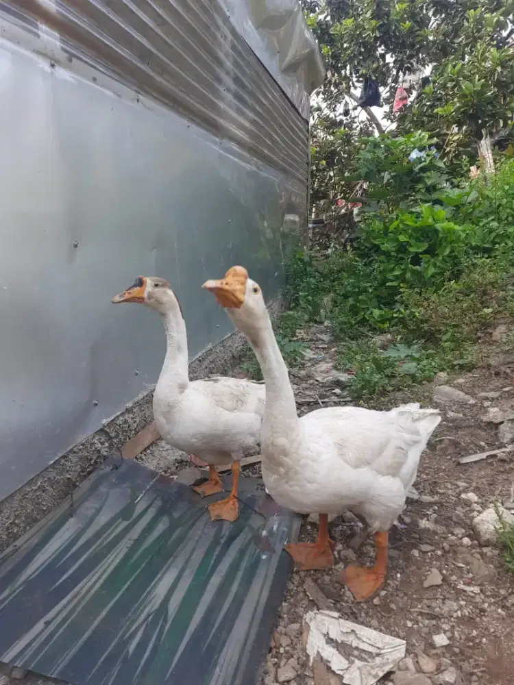 Soang angsa sejodo