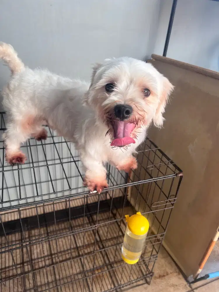 Maltese pejantan bisa buat pacak