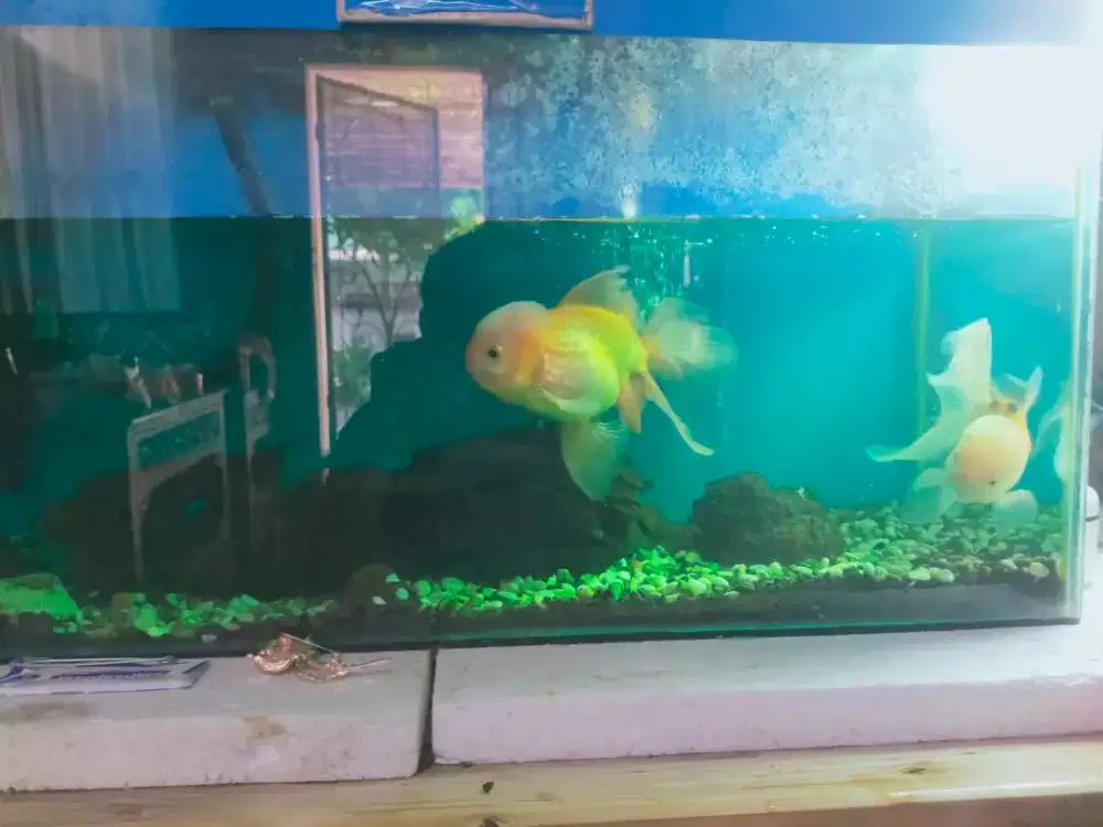 Jual ikan plus aquarium