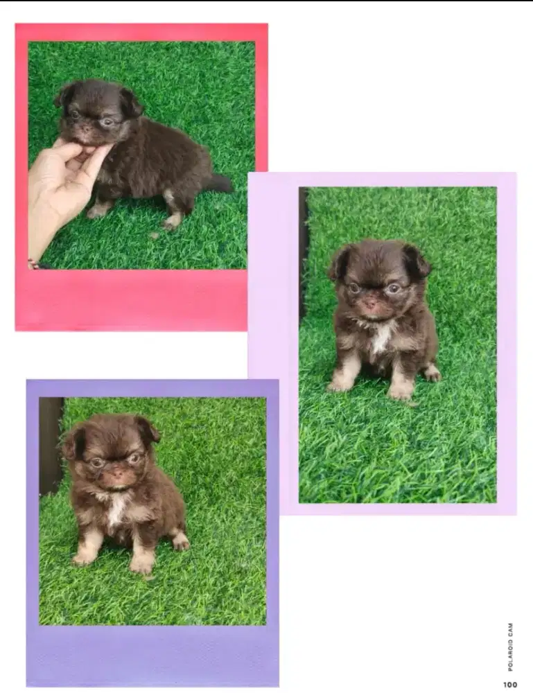 Chihuahua Long Hair