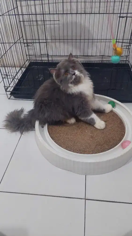 Kucing persia x british long hair
