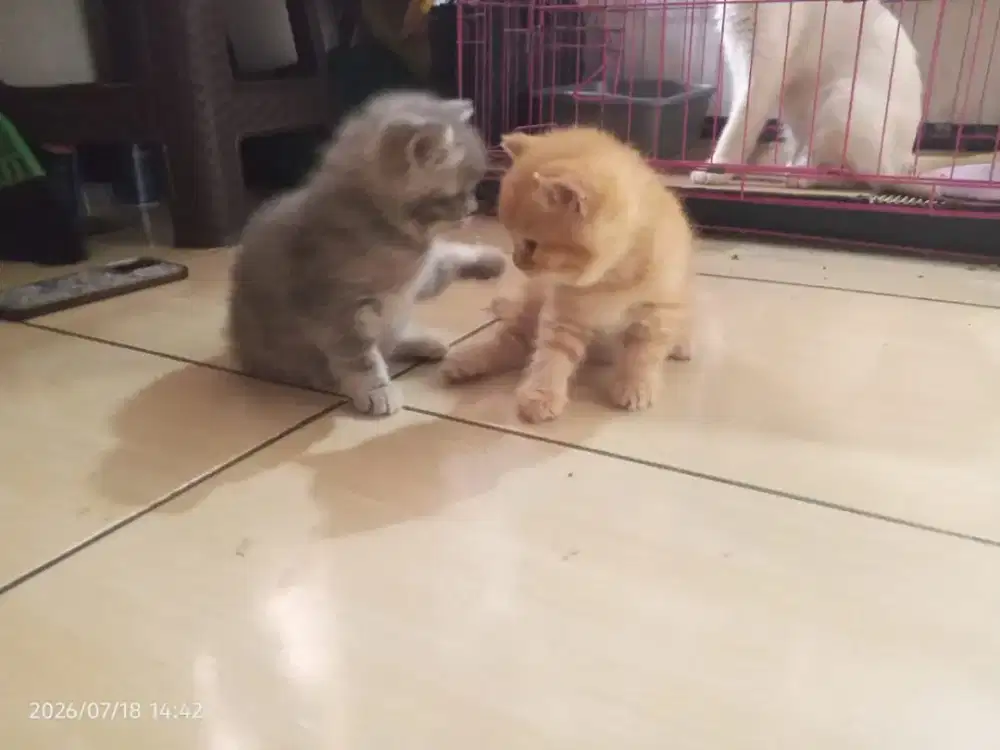 BSH Murce Blue tabby & Red Tabby Betina