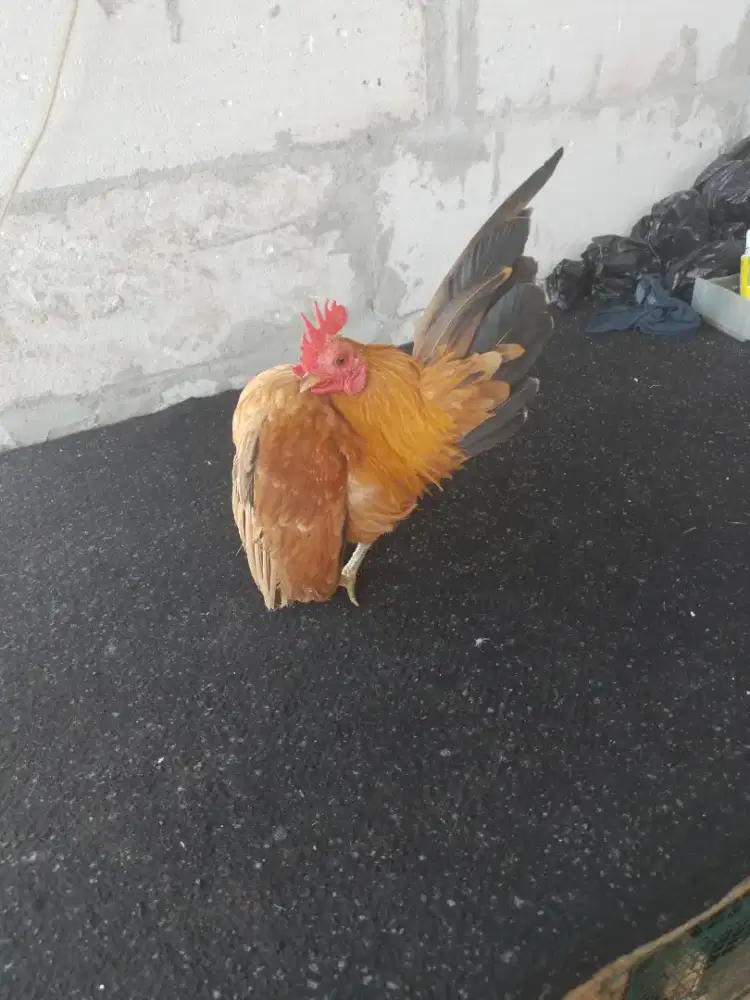 Serama selam ori size A. Jantan